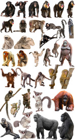 猴子猩猩狒狒猿猴素材免抠图片