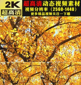 金秋枫树林枫叶秋天唯美风景视频