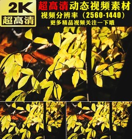 金秋枫树林枫叶秋天景色视频素材