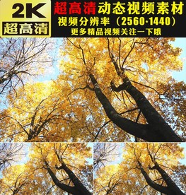 唯美意境秋天金色枫树实拍视频