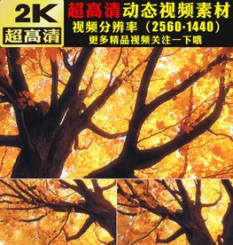 秋天金秋大树枫树林枫叶视频素材