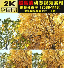 秋天金色枫树林枫叶实拍视频素材