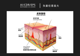 矢量医学皮肤脂肪图解插画