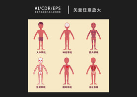 矢量医学人体系统插画