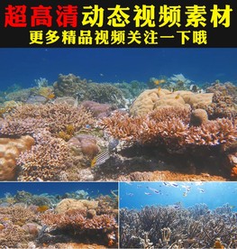 海底世界珊瑚海鱼游动实拍视频