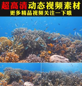 神奇的海底世界鱼群珊瑚实拍视频