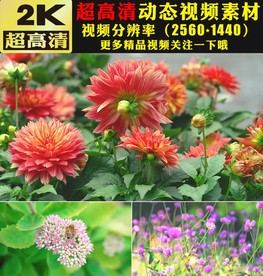 春天百花盛开大自然景色视频