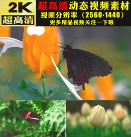 野外大自然蝴蝶鲜花花朵实拍视频