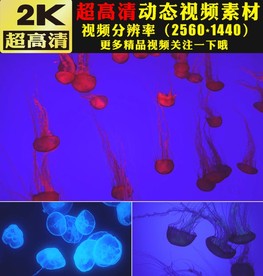 荧光水母游动梦幻海底视频素材