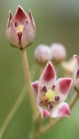 快手 拼音小视频素材