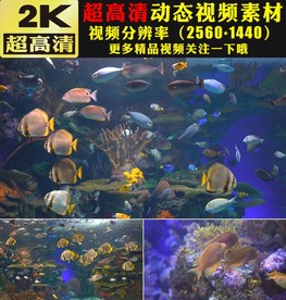 唯美海底水底鱼群实拍视频素材
