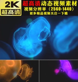 唯美七彩颜色水母游动视频素材