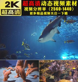 海底生物鲸鱼鲨鱼梦幻世界视频