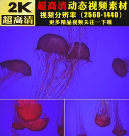 梦幻荧光水母海洋婚礼主题视频