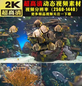 海洋主题婚礼舞台背景视频素材