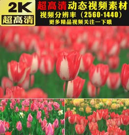 春天花海鲜花盛开蝴蝶视频素材