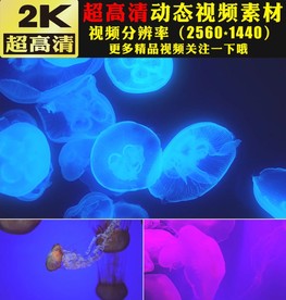 七彩颜色海底世界水母游动视频