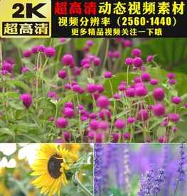 万物复苏鲜花花朵绽放特写视频