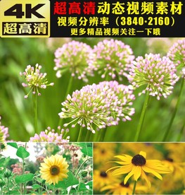 4K极品鲜花花朵动态视频素材