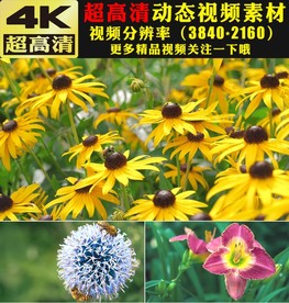 五彩花朵盛开大自然景色视频素材