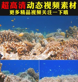 蓝色梦幻海底世界生物海藻视频