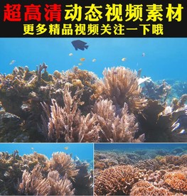 海洋馆水族馆海底世界视频素材