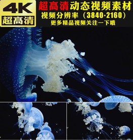 唯美蓝色水母游动海底世界视频