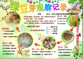 绿豆芽生长观察记录小报手抄报