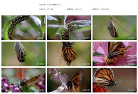 蝶变破茧成蝶化茧成蝶蝴蝶 蜕变