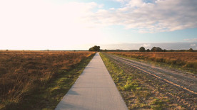 在森林里的人行道