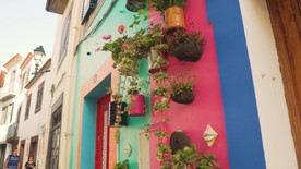 多彩的墙上挂着的花盆