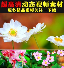 万紫千红鲜花盛开春天美景视频