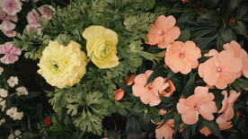 橙色和白色的花朵，绿色的叶子