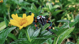 靠近花朵的黑色，白色和橙色小虫