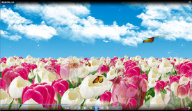 郁金香花海视频