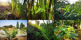 摄影 竹叶 桃枝 李树 嫩芽