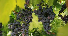 葡萄