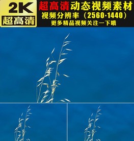 唯美野外植物小草芦苇空镜头视频