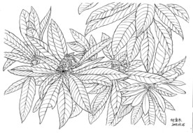 一簇树叶开满孝花朵