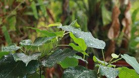 高清雨中的菩提树视频
