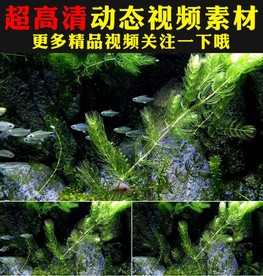 水族馆金鱼鱼儿水里游动视频素材