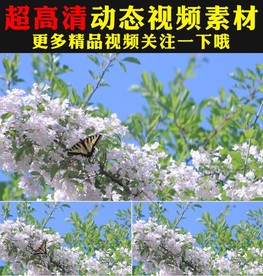 万紫千红鲜花盛开春天美景视频