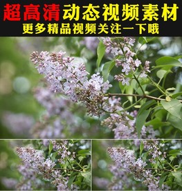 万物复苏鲜花花朵开放实拍视频