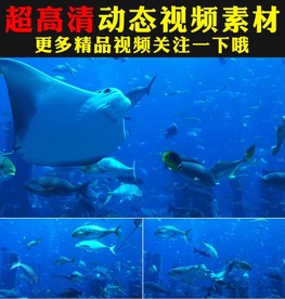 蓝色海底世界鱼群游动视频素材