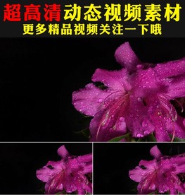 粉色杜鹃月季花瓣露水视频素材