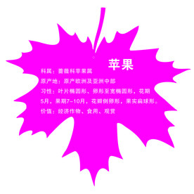 树牌 异形树名牌 吊牌 爱护花