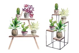 手绘水彩室内植物