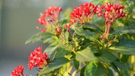 红色海棠花视频