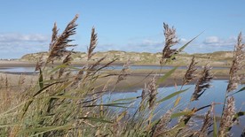海边随风飘动的水草