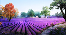 熏衣草花海效果图
